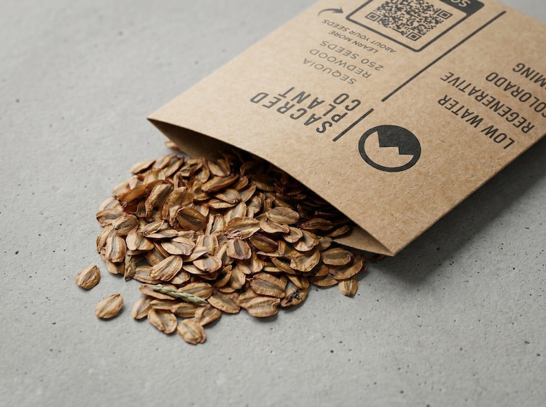Close-up of Giant Sequoia seeds spilling from kraft envelope on concrete.