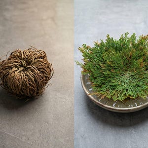 Pianta della Resurrezione / Fiore di Gerico / Rosa di Gerico / Fiore della Resurrezione / Pianta della Resurrezione intera essiccata / Erba della pianta della Resurrezione