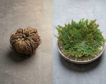 Resurrection Plant | Jericho Flower | Rose of Jericho | Resurrection Flower | Whole Dried Resurrection Plant | Resurrection Plant Herb