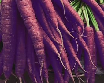 Black Nebula Carrots Etsy