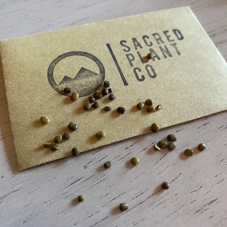 Licorice Seeds Licorice Root Seeds Glycyrrhiza Glabra Etsy