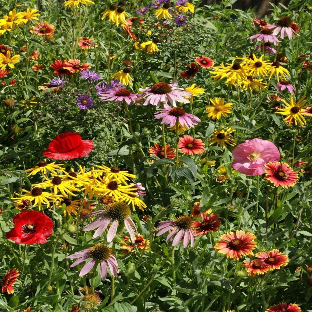 Bulk Midwest Wildflower Seed Mix Sacred Plant Co Bulk Midwest