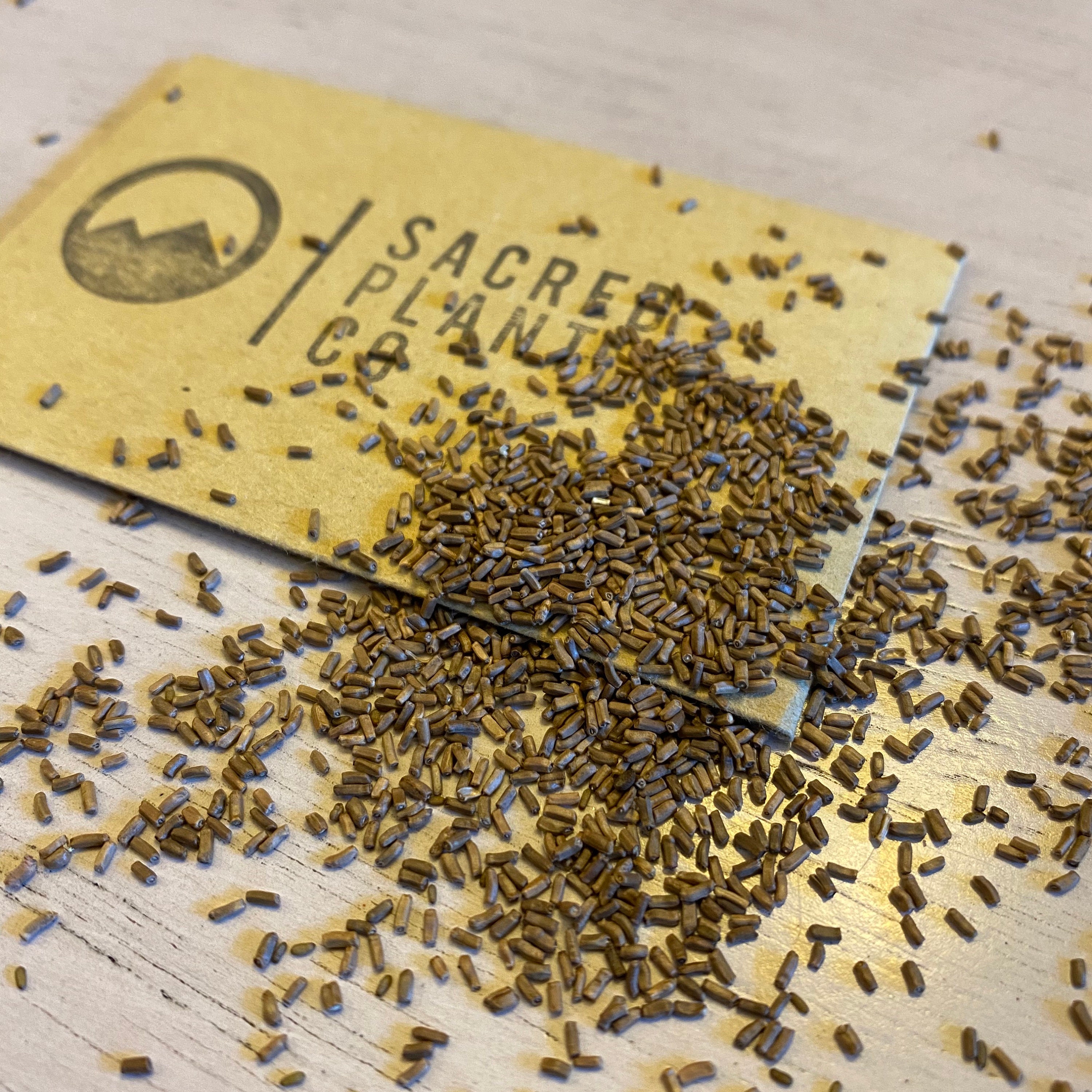 Strawflower Seeds Strawflower Seed Mix Bulk Strawflower Etsy