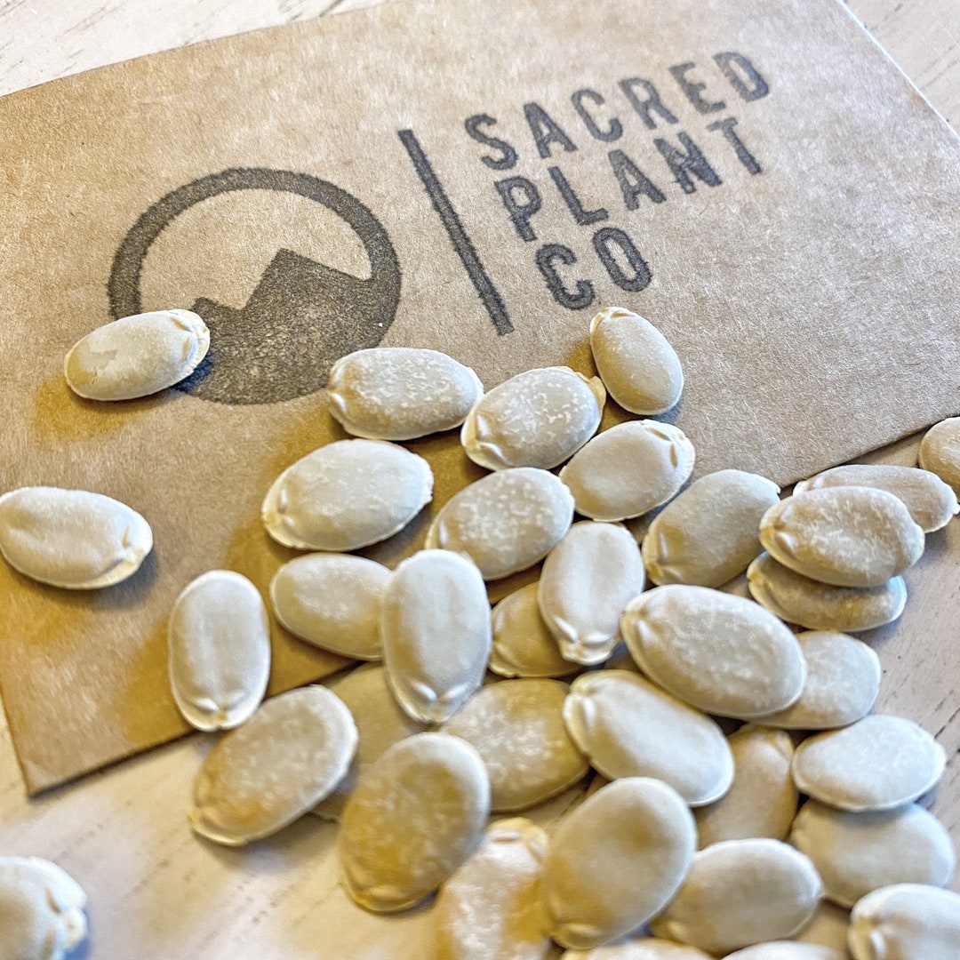 Luffa Seeds Loofah Seeds Luffa Gourd Seeds Luffa Sponge Seeds Luffa