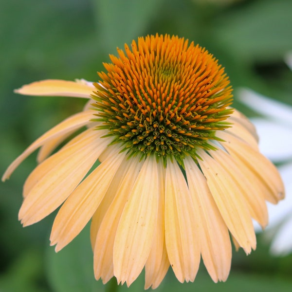 Orange Coneflower Seeds | Echinacea Seeds | Orange Echinacea Seeds | Cone Flower Seeds | Brilliant Coneflower Seeds | Eastern Coneflower |