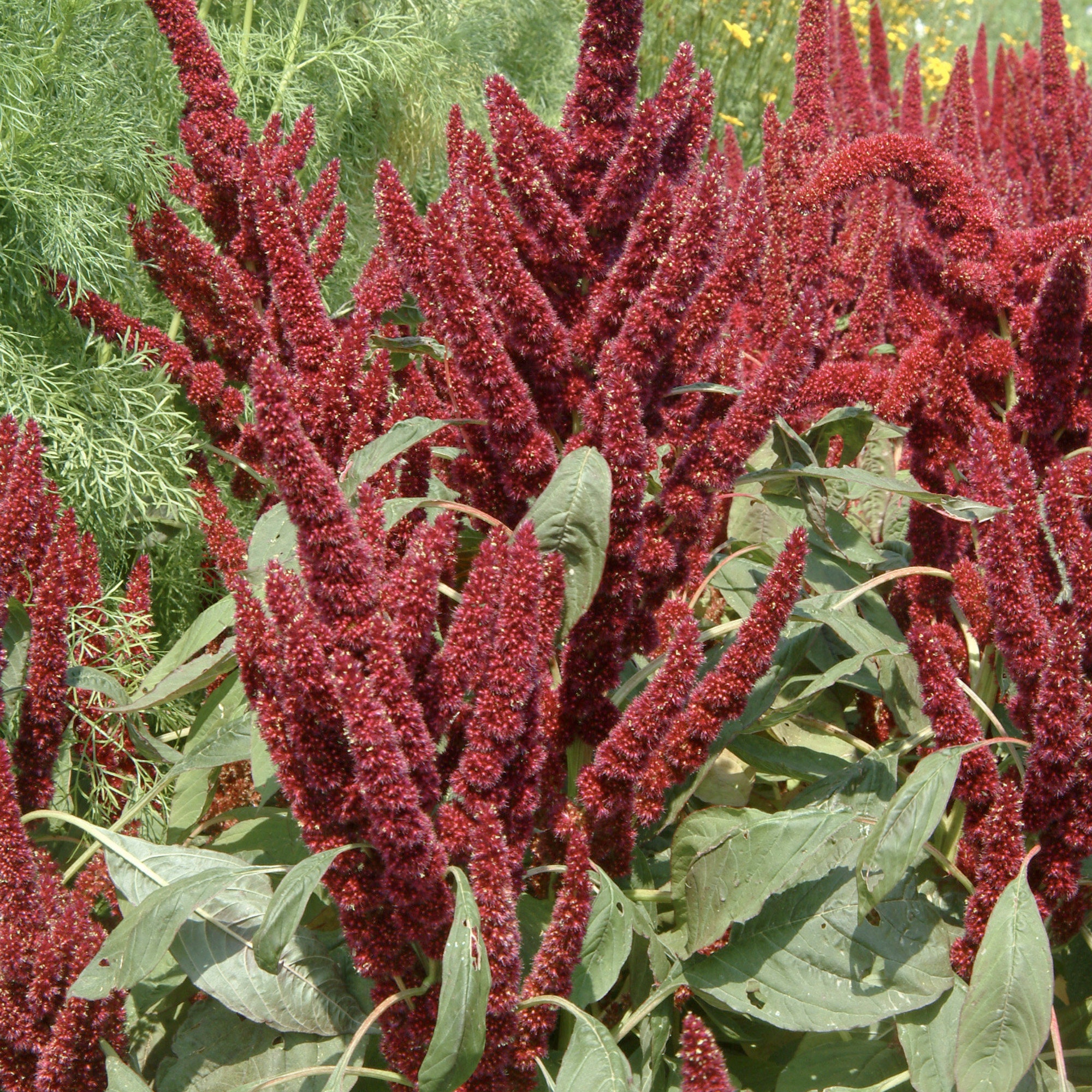 Amaranthus Pygmy Torch Seeds Amaranthus Seeds Amaranthus Etsy UK