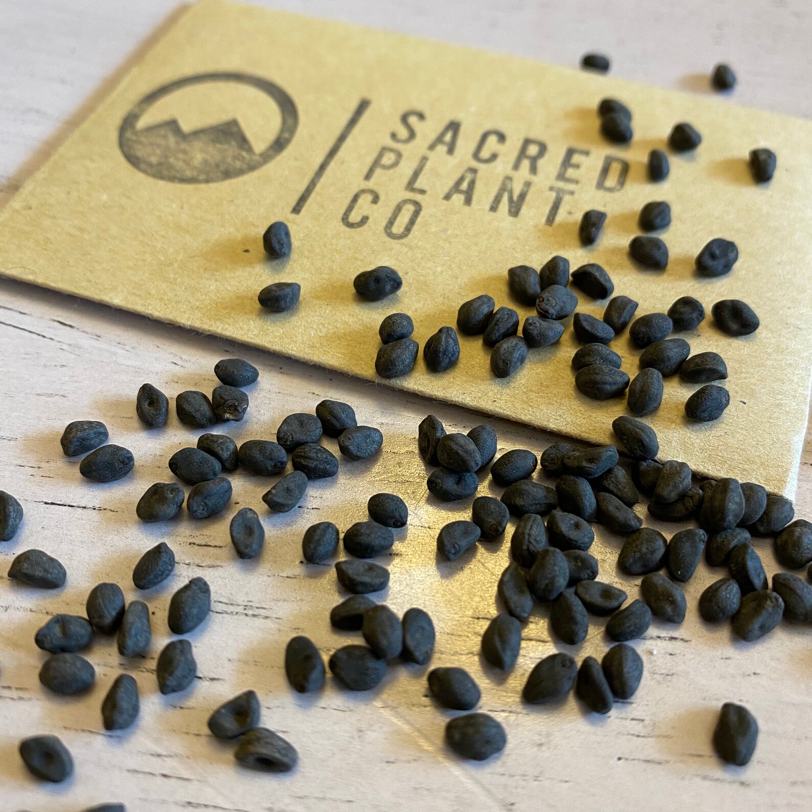 Cardinal Climber Vine Seeds Ipomoea Quamoclit Cardinalis Etsy