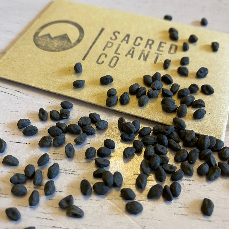 Cardinal Climber Vine Seeds Ipomoea Quamoclit Cardinalis Etsy