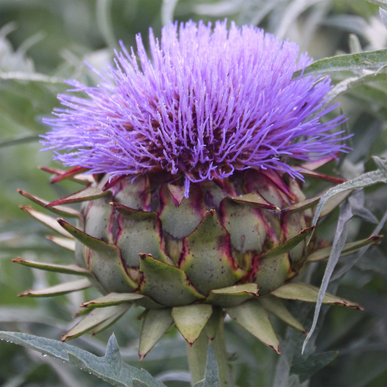 Artichoke Seeds Artichoke Violet Seeds Artichoke Violet Etsy