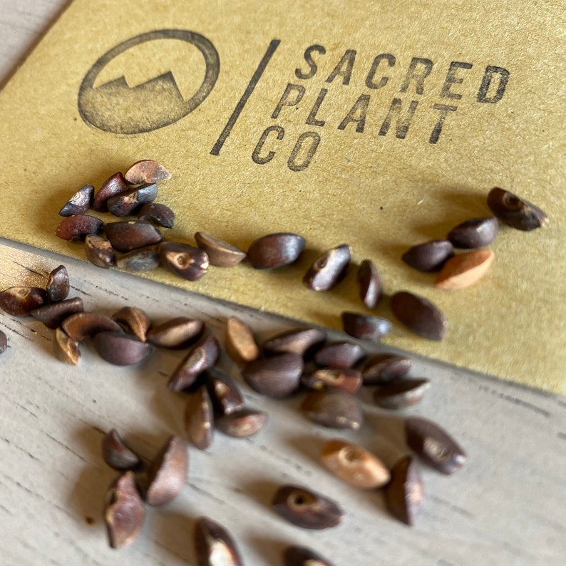 Indian gooseberry Seeds Amla Tree Seeds Indian Goose Berry