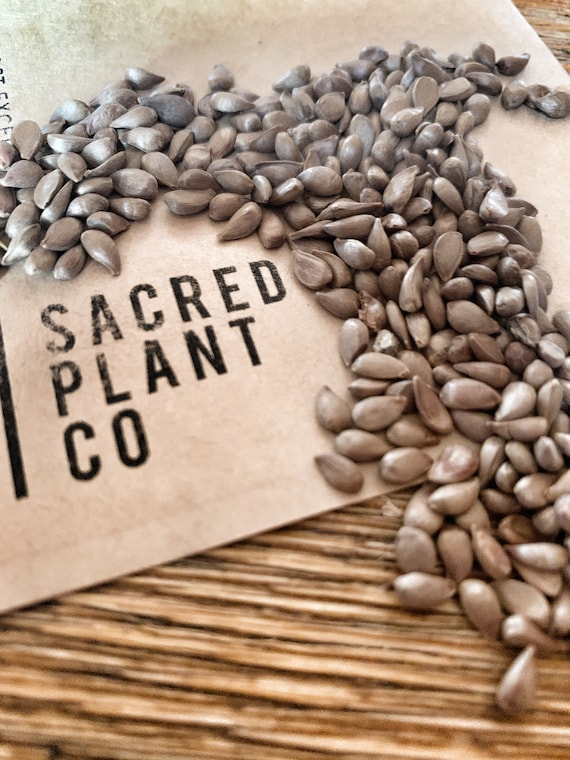 Plumleaved Apple Seeds Plumleaf Crab Apple Tree Seeds Etsy