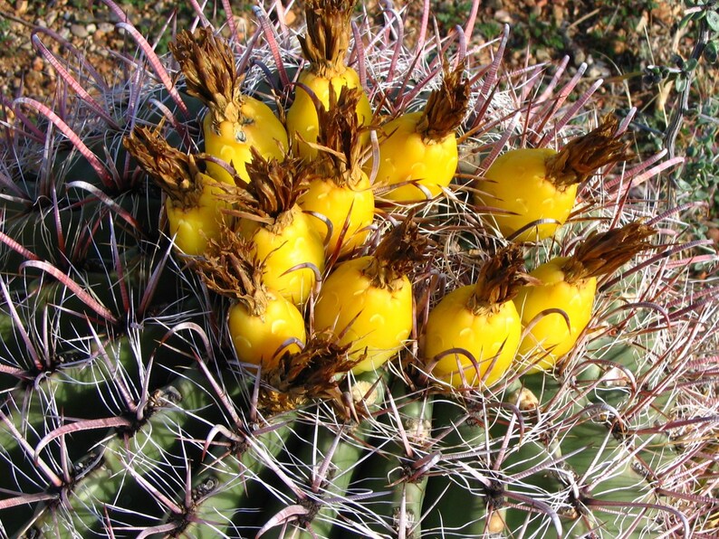 20 Barrel Cactus Seeds Fishhook Barrel Cactus Seeds Grow Etsy