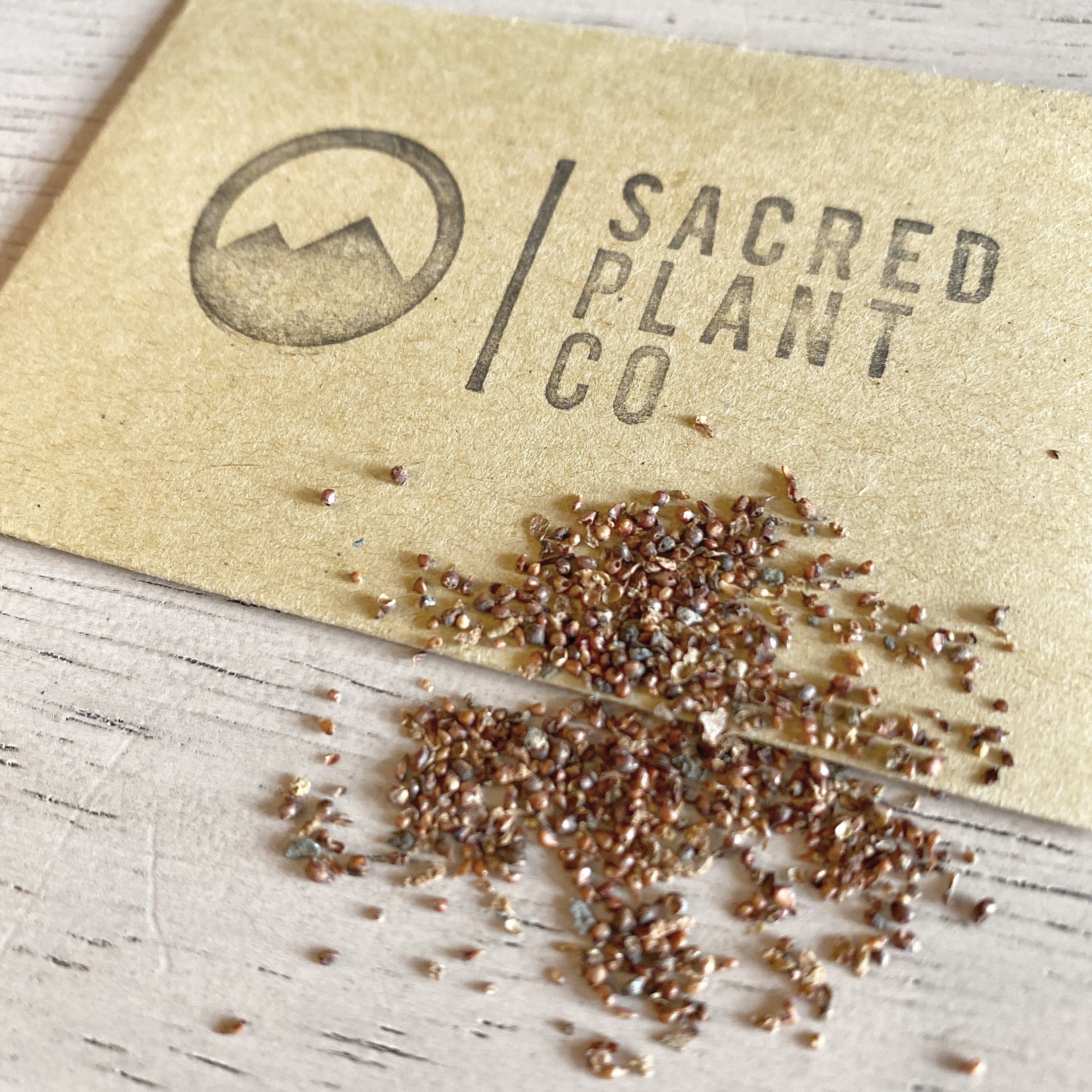 Banyan Tree Seeds