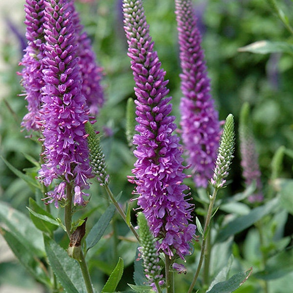 Veronica Seeds | Veronica Spicata Seeds | Spiked Speedwell Veronica Seeds | Spiked Speedwell Seeds | Speedwell Royal Candles Seeds