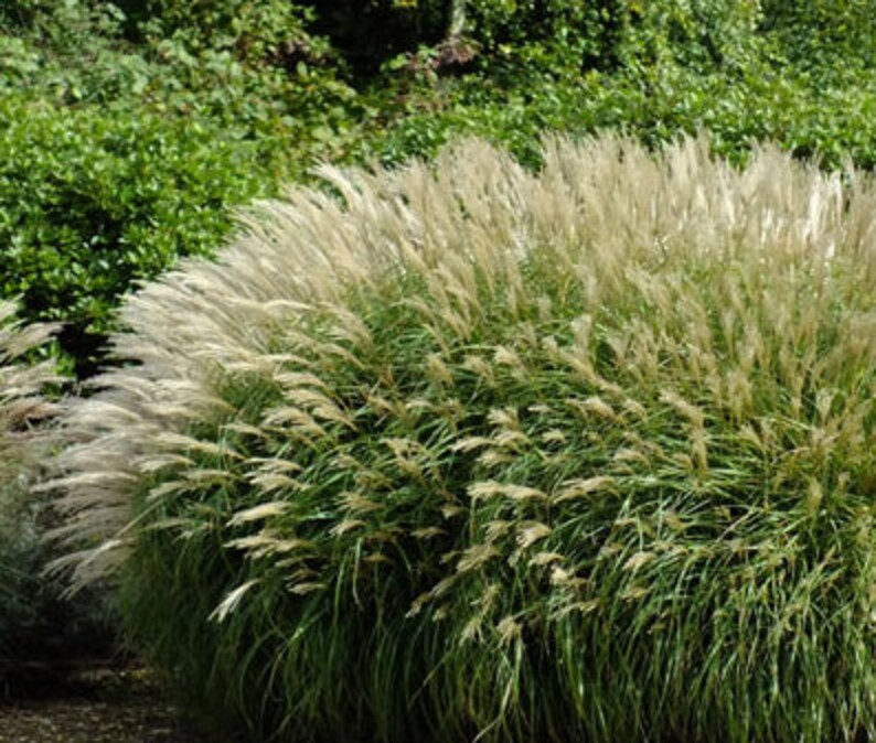 Chinese silver grass.