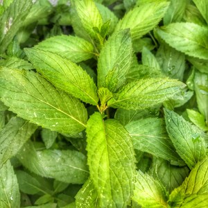 Organic Peppermint Leaves Cut – Busy Beans Organic