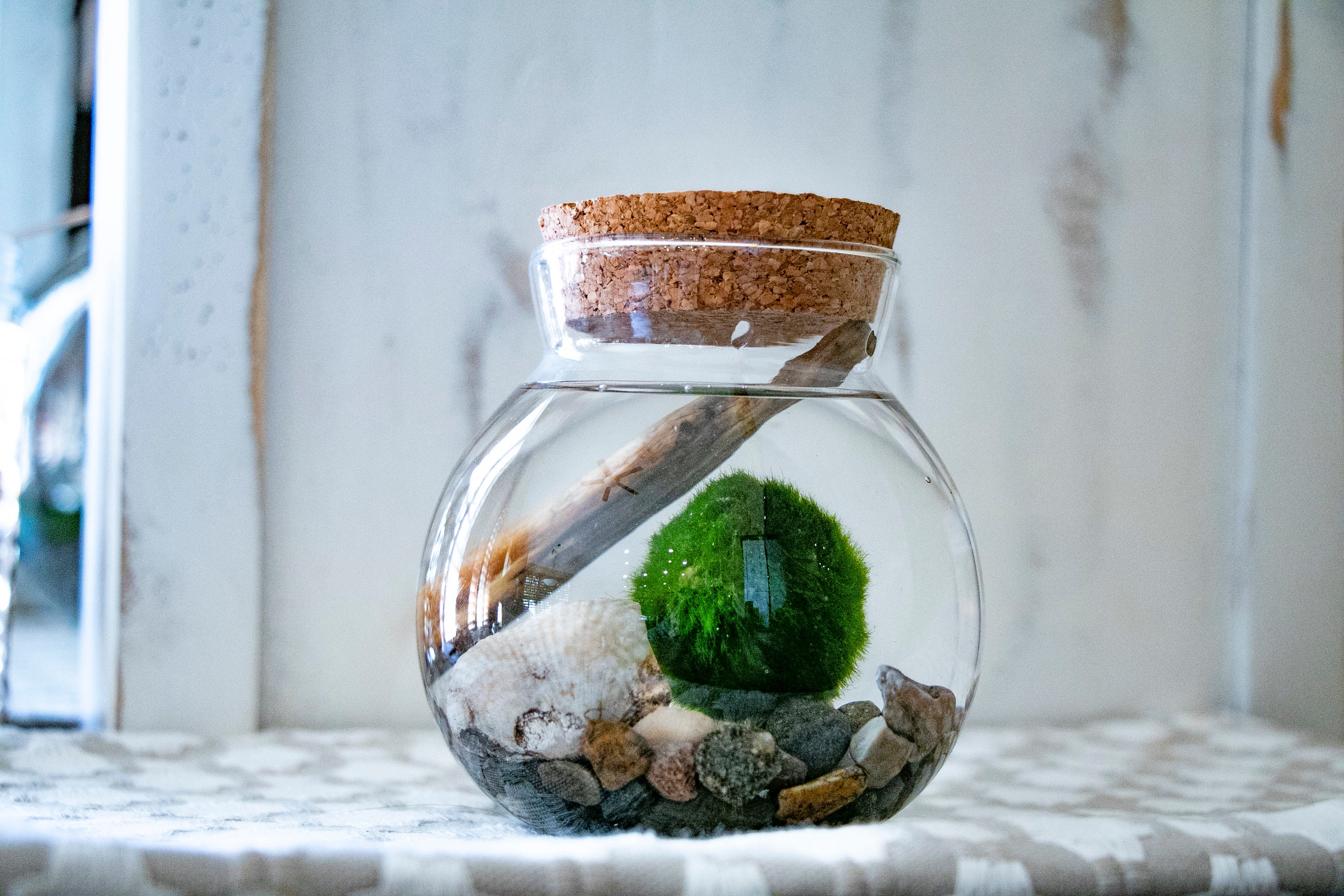 Marimo Moss Ball Uk 3o5umhjs6