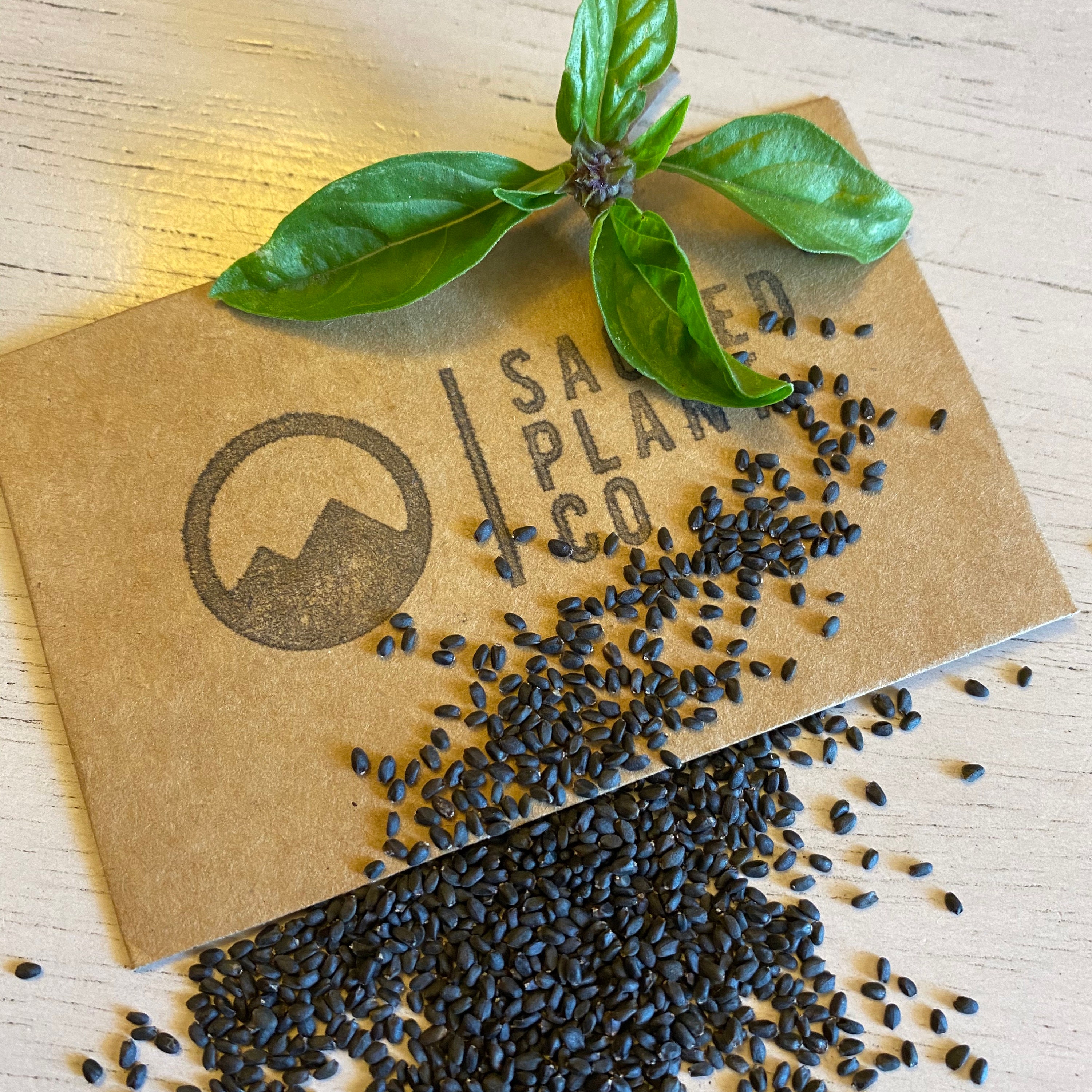 Cinnamon Basil Seeds Mexican Spice Basil Seeds Mexican Etsy