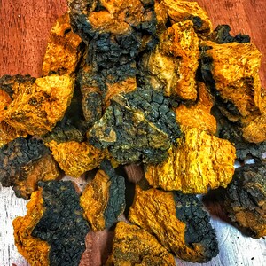 Wild Chaga Tea Raw Chaga Tea Chaga Mushroom Tonic Herb Etsy