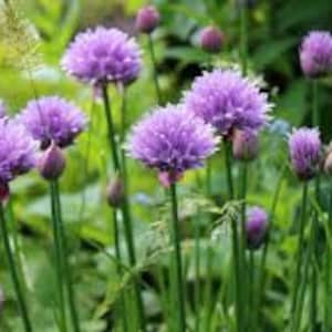 Chive Seeds | Common Chive Seeds | Chive Herb Seeds | Allium Schoenoprasum Seeds | Bulk Chive Seeds