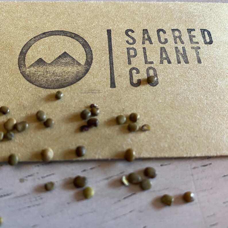 Licorice Seeds Licorice Root Seeds Glycyrrhiza Glabra Etsy