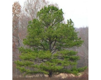 Loblolly Pine Tree Seeds Pinus taeda Seeds Loblolly Pine - Etsy België