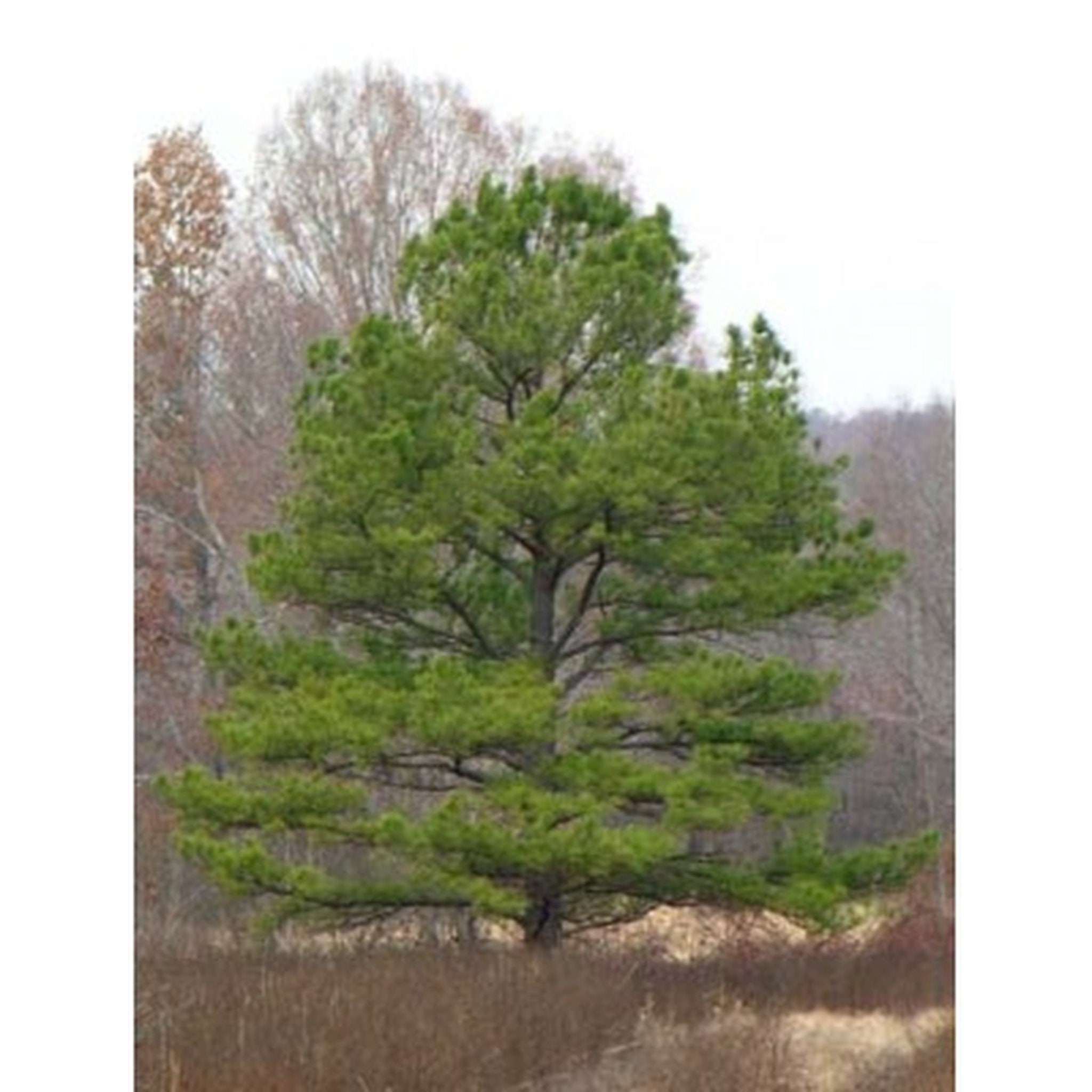 Loblolly Pine for sale Only 2 left at 65
