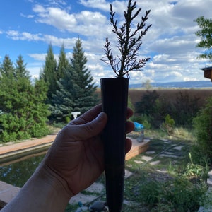Giant Sequoia Redwood Tree Seedling.