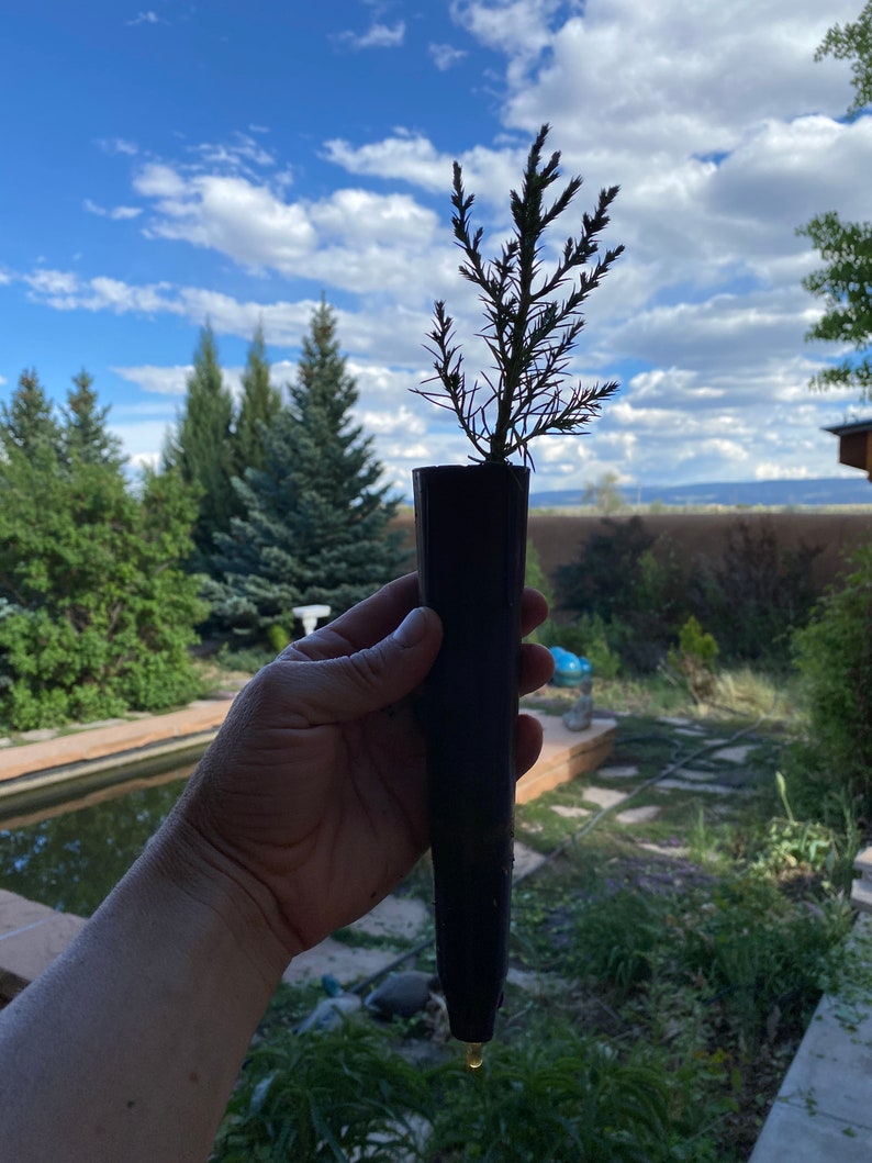 Giant Sequoia Redwood Tree Seedling.