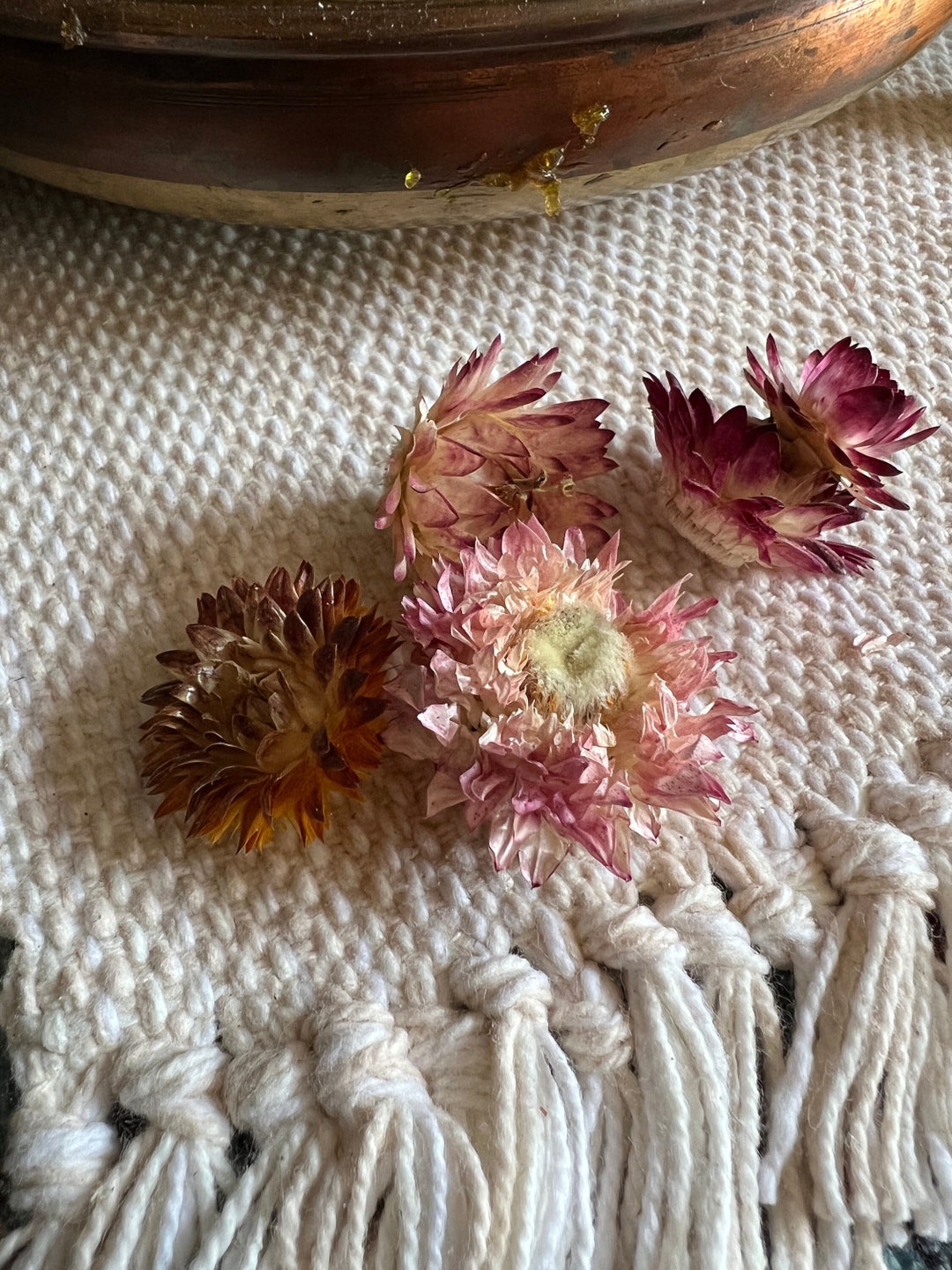 Strawflower Seeds Strawflower Seed Mix Bulk Strawflower Etsy New Zealand