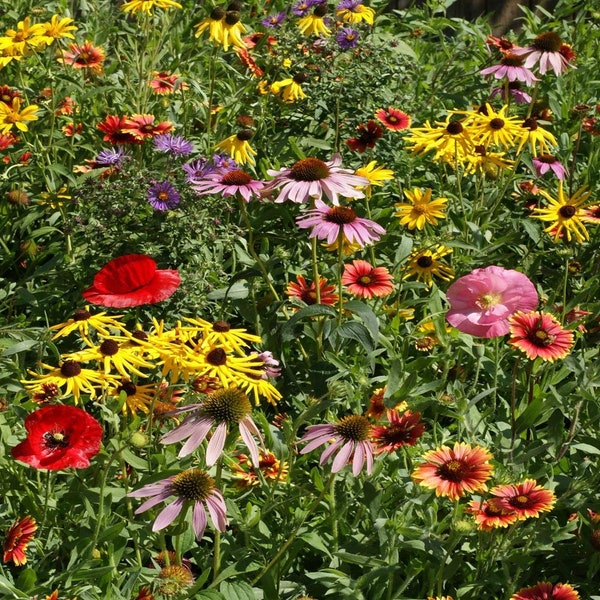 Midwest Wildflower Seed Mix | Sacred Plant Co Midwest Wildflower Mix | Midwest Wildflower Seeds | Wildflower Seed Mix