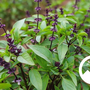 Thai Basil Seeds Heirloom Thai Basil Seeds Thai Basil Garden Seeds Thai Basil Sprout Seeds image 1