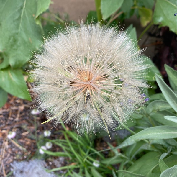 Yellow Salsify Seeds | Tragopogon Dubius Seeds | Yellow Goatsbeard Seeds | Oyster Plant Seeds | Jerusalem Star Seeds | Simply Salsify Seeds