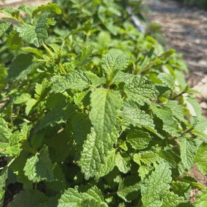 May include: Close-up of a vibrant green herb garden. The image showcases rows of lush, textured green leaves, likely a culinary herb. The leaves are in sharp focus, with a blurred background of more plants and a pathway, suggesting an outdoor setting.