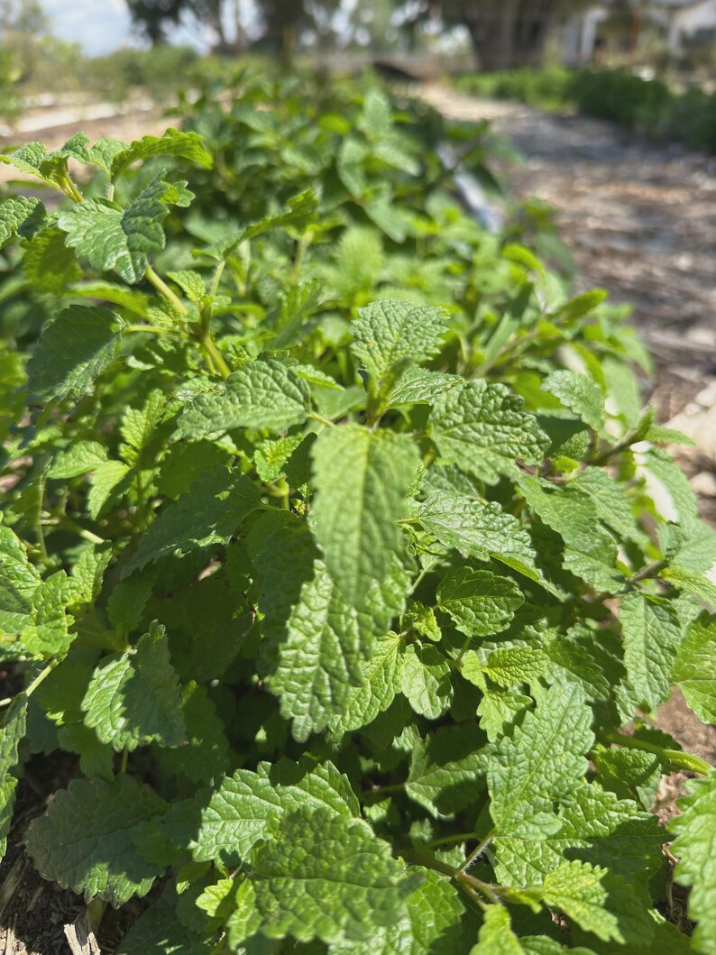 May include: Close-up of a vibrant green herb garden. The image showcases rows of lush, textured green leaves, likely a culinary herb. The leaves are in sharp focus, with a blurred background of more plants and a pathway, suggesting an outdoor setting.