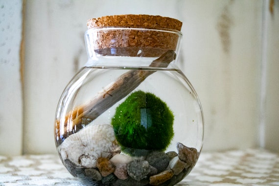 Healifty Moss Stone Vivid Moss Balls Decorative Balls Simulation Balls for Terrarium Aquariums Glass Jar Decoration 12pcs