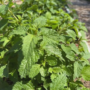 Bulk Lemon Balm Herb | 1 LB Lemon Balm Leaf | Cut and Sifted Sweet Balm Herb | Lemon Balm Tea |Sweet Melissa Herb | Sweet Leaf Herb | Balm| image 7