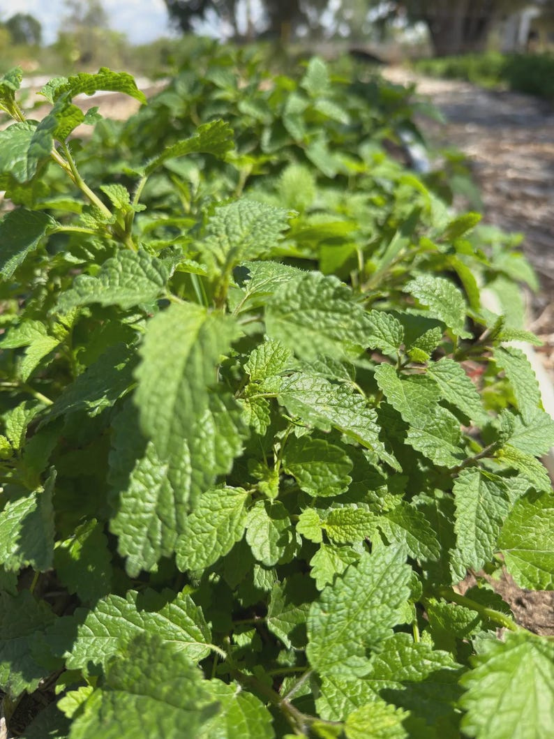 Bulk Lemon Balm Herb | 1 LB Lemon Balm Leaf | Cut and Sifted Sweet Balm Herb | Lemon Balm Tea |Sweet Melissa Herb | Sweet Leaf Herb | Balm| image 7