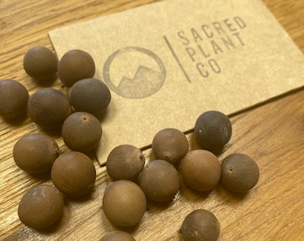 American Lotus Seeds | Lotus Flower Seeds | Yellow Lotus Seeds | White Lotus Seeds | Water-Chinquapin Seeds | Water Plant | Nelumbo lutea