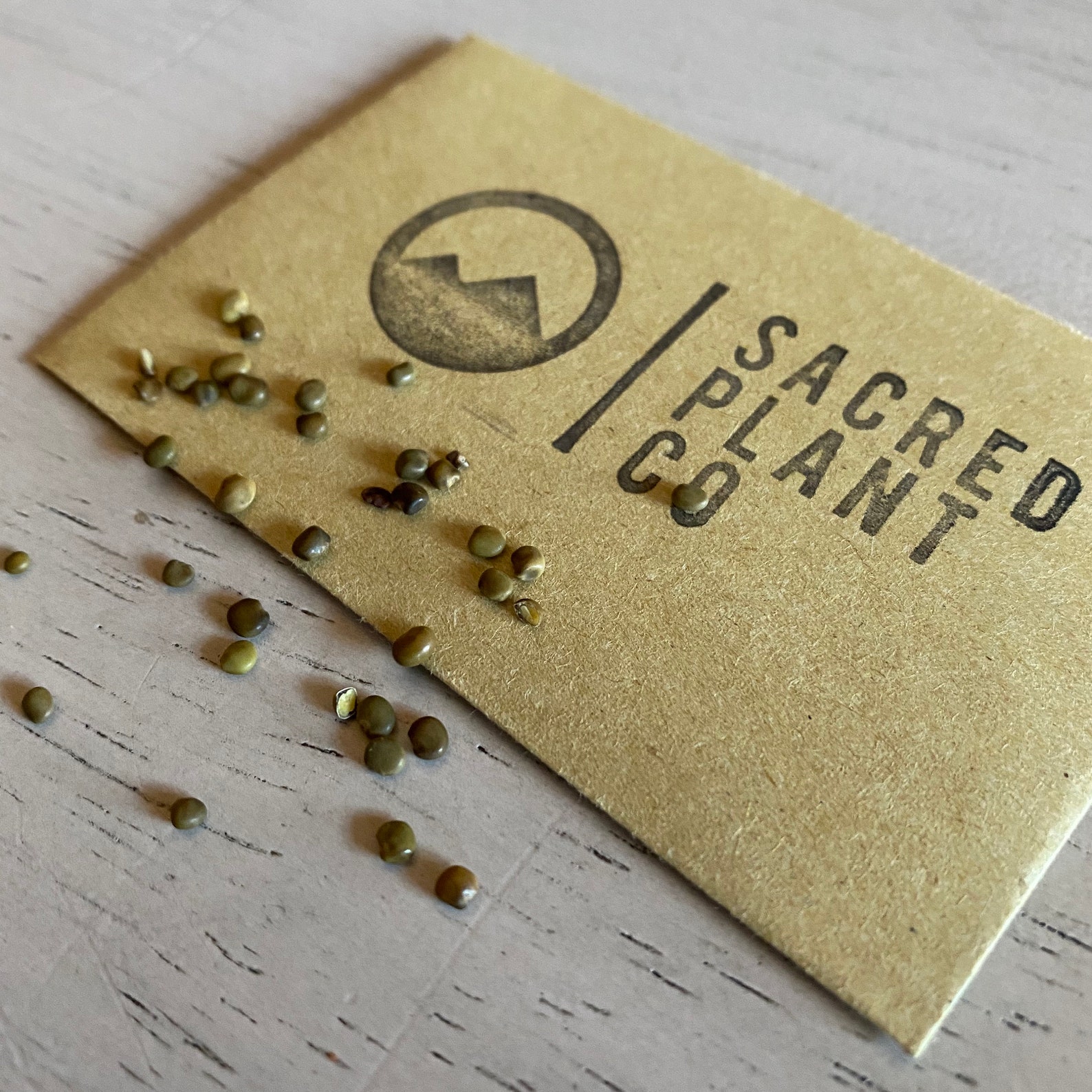 Licorice Seeds Licorice Root Seeds Glycyrrhiza Glabra Etsy