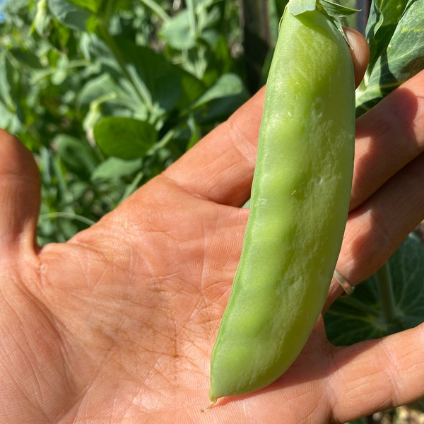 Mammoth Melting Sugar Pod Pea Seeds | Sugar Pod Pea Seeds | Mammoth Sugar Pea Seeds | Sugar Snap Pea Pods