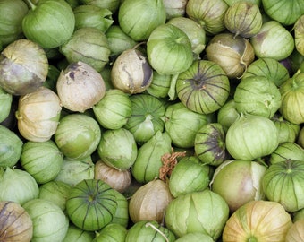 Purple Tomatillo Seeds | Bulk Tomatillo Seeds | Physalis philadelphica Seeds | Mexican Ground Cherry Seeds | Mexican Husk Tomato Seeds