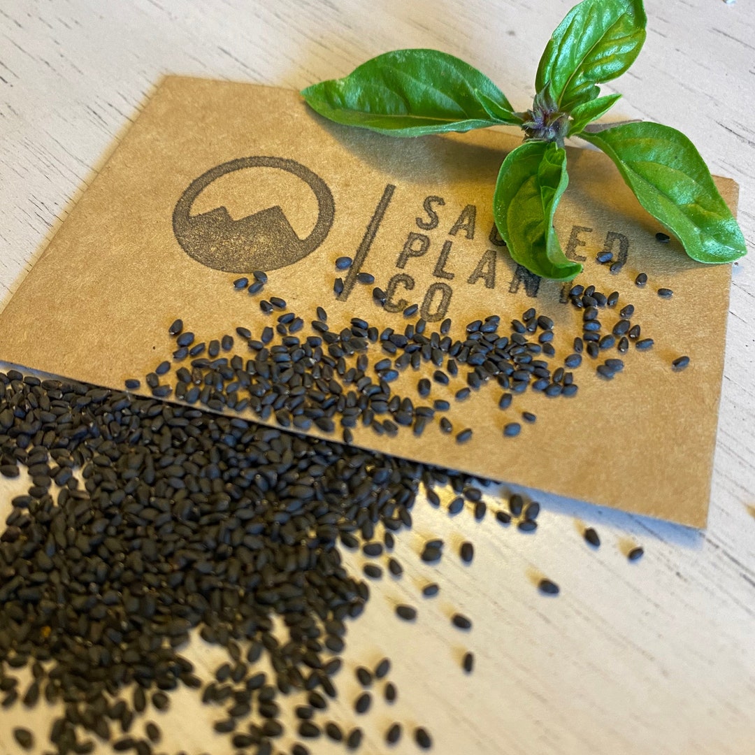Cinnamon Basil Seeds Mexican Spice Basil Seeds Mexican Cinnamon Basil