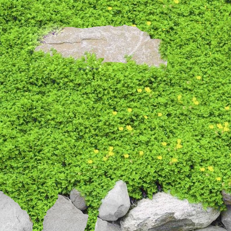 Rupturewort Seeds Green Carpet Seeds Ground Cover Seeds Etsy