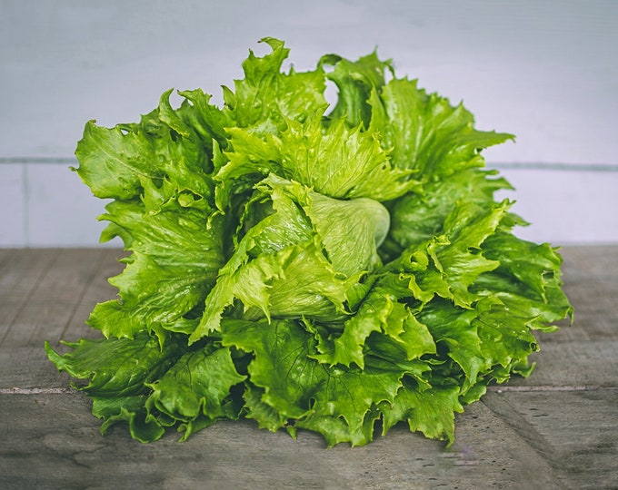 Black Seeded Simpson Leaf Lettuce Seeds Black Seeded Simpson Etsy