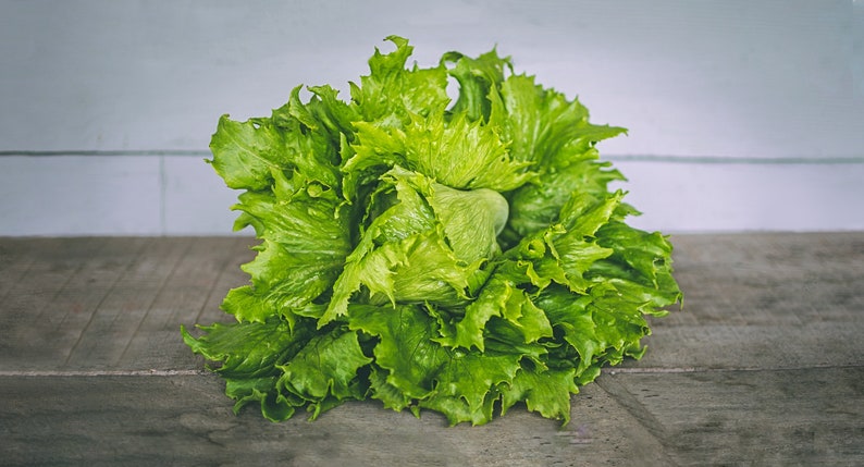 Lettuce Seeds Black Seeded Simpson Seeds Black Seeded Simpson Leaf Lettuce Seeds Lactuca sativa Seeds