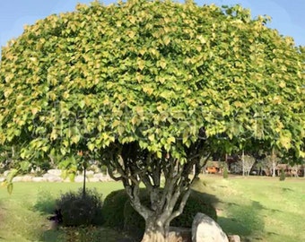 Sacred Fig Tree Seeds | Bodhi Tree Seeds | Pippala Tree Seeds | Peepal Tree Seeds | Buddha Tree Seeds