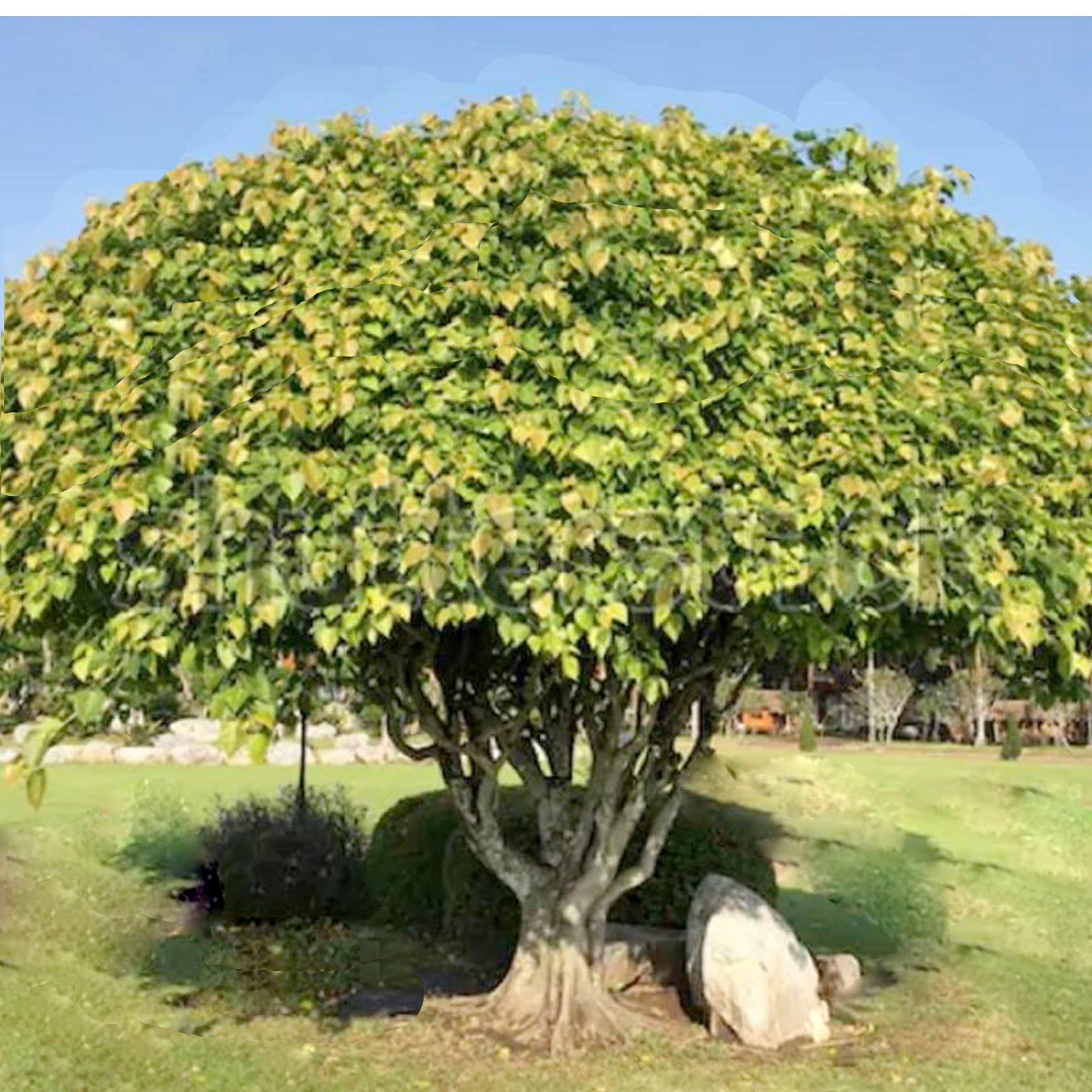 Sacred Fig Tree Seeds Bodhi Tree Seeds Pippala Tree Seeds Etsy Australia