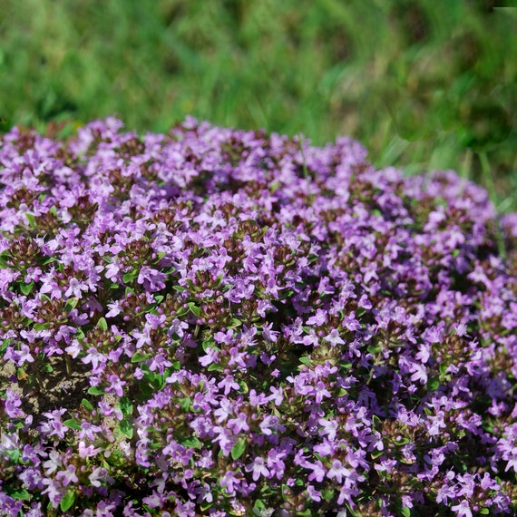 Is Creeping Thyme Safe For Dogs