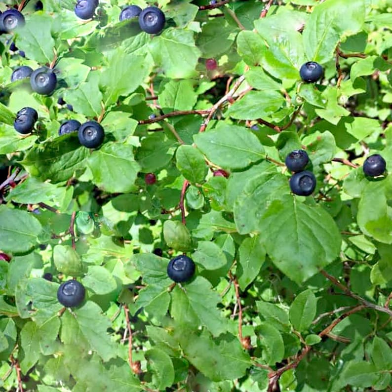 Mountain Huckleberry Bush Seeds Vaccinium membranaceum Etsy
